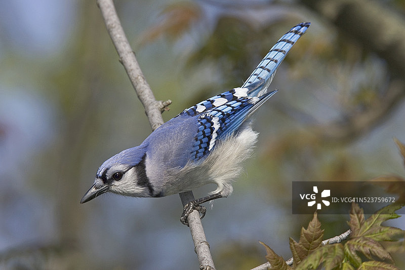 蓝松鸦图片素材