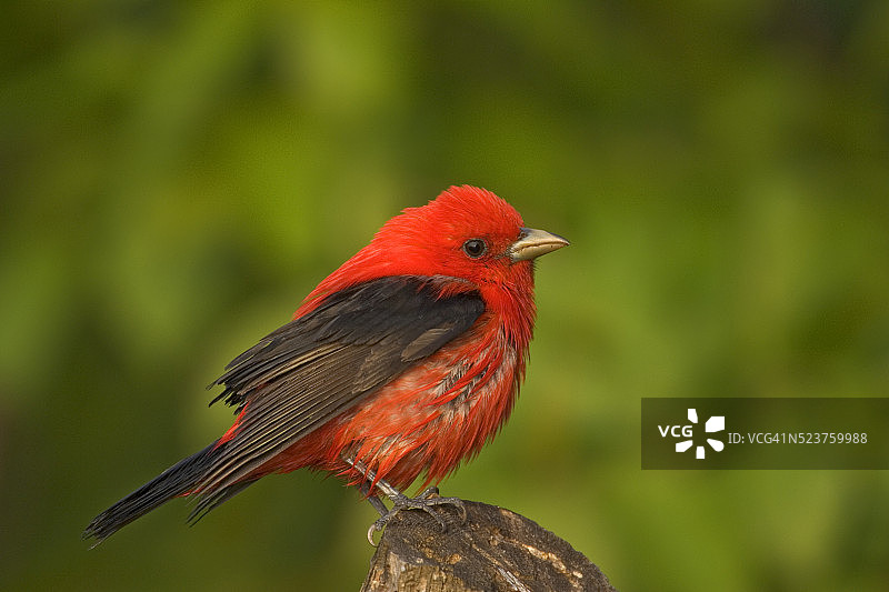 沾湿的雄性猩红比蓝雀图片素材