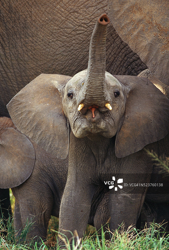 非洲象幼崽抬起象鼻图片素材
