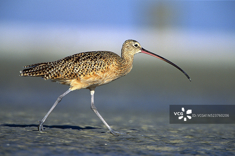 长嘴丘鹬图片素材