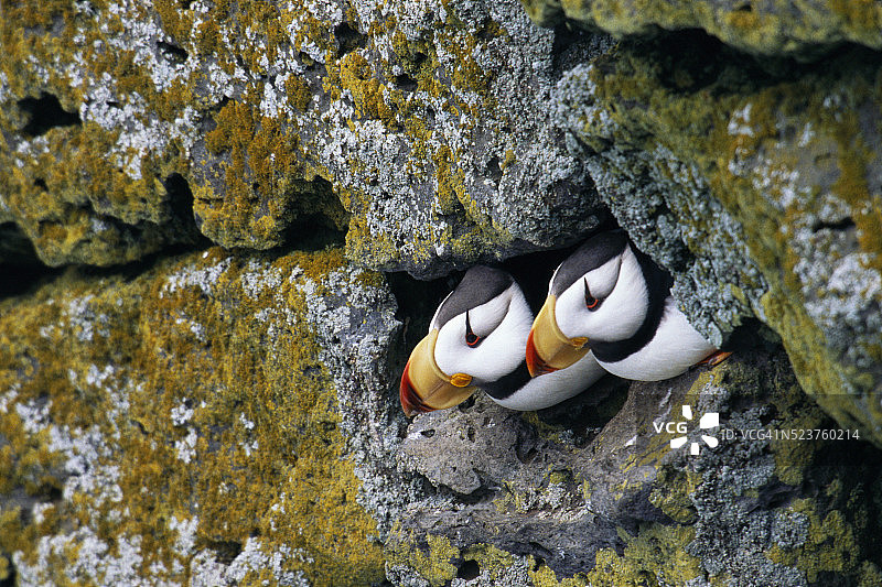 从岩石中探出头的角海鹦图片素材