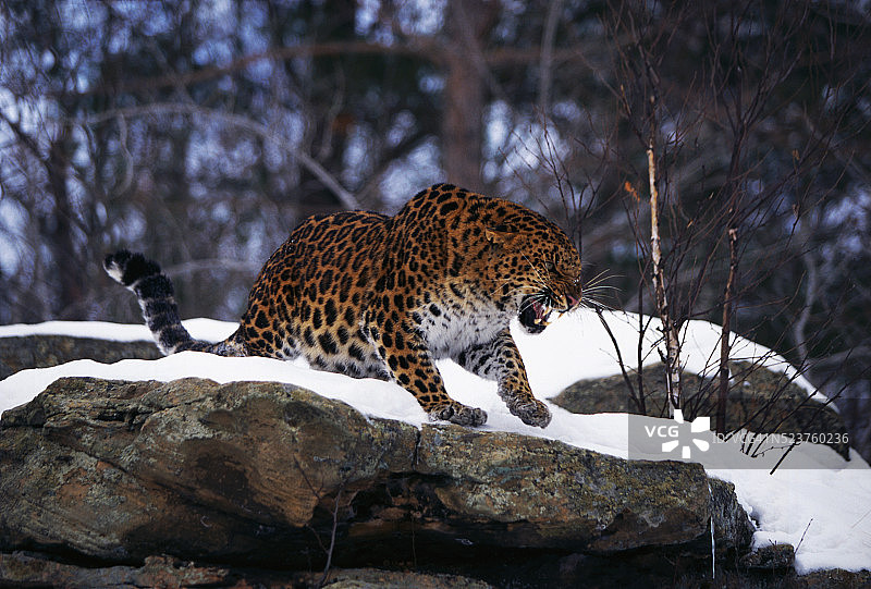 咆哮的东北豹图片素材