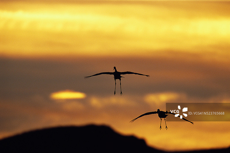 沙丘鹤翱翔图片素材