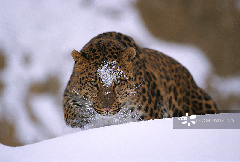 头部有雪斑的东北豹图片素材