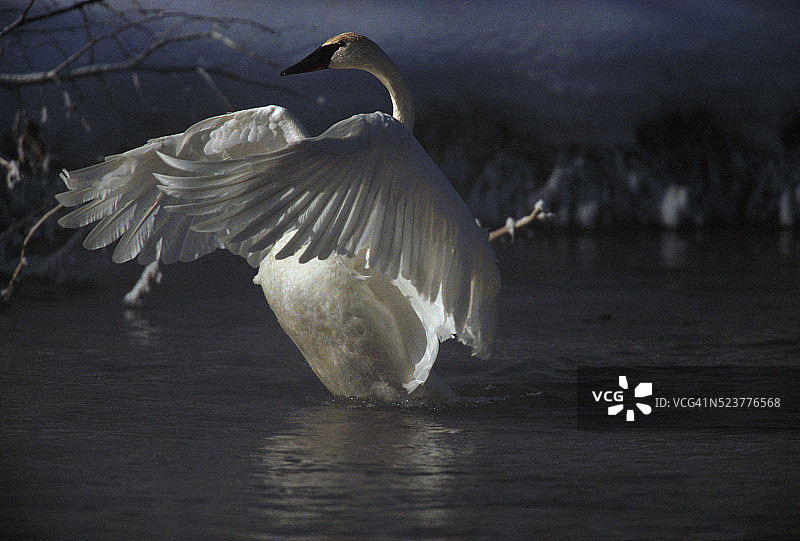 大天鹅晾翅图片素材