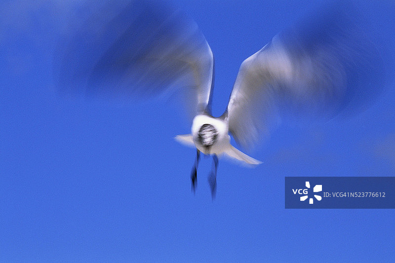 飞行中的笑鸥图片素材
