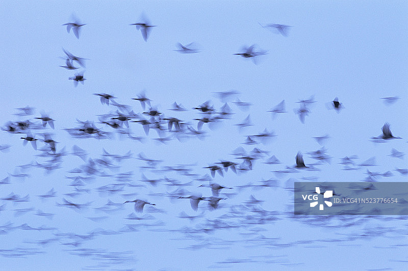 内布拉斯加上空飞翔的鹅和鹤（模糊效果）图片素材