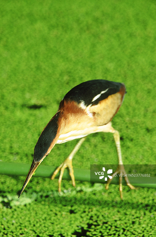 小麻鳽图片素材