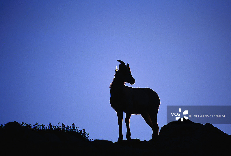 大角羊的轮廓图片素材