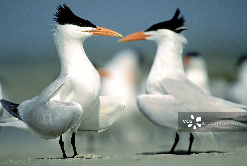 皇家燕鸥图片素材