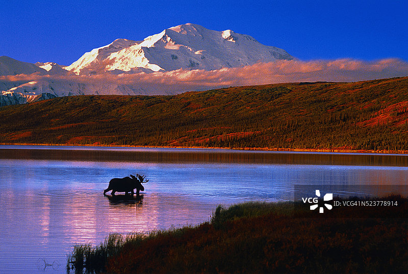 德纳里山附近奇迹湖的驼鹿图片素材