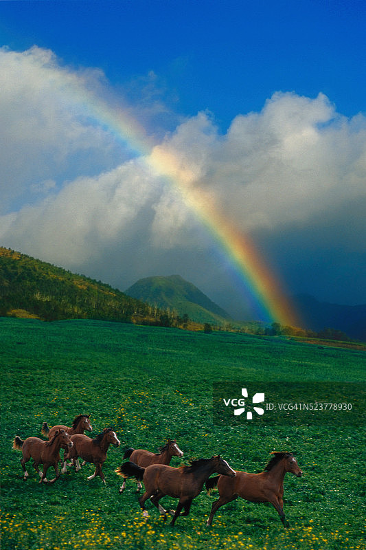 阿拉伯马和彩虹图片素材