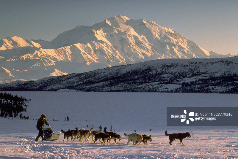狗在德纳里山下拉雪橇图片素材
