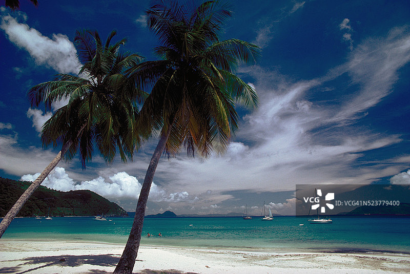 热带海滩上的棕榈树图片素材