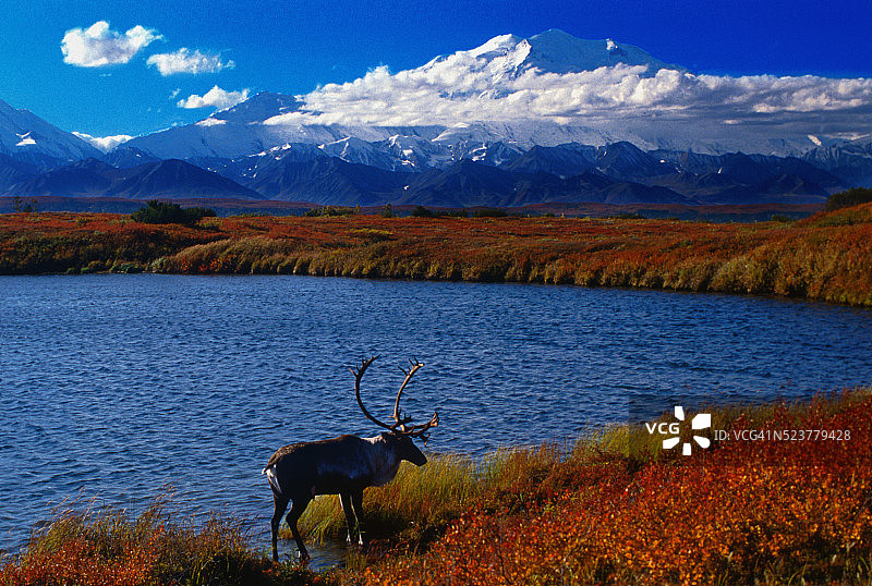 湖边的北美驯鹿图片素材
