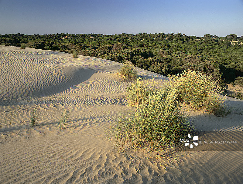 西班牙的松树林和沙丘图片素材