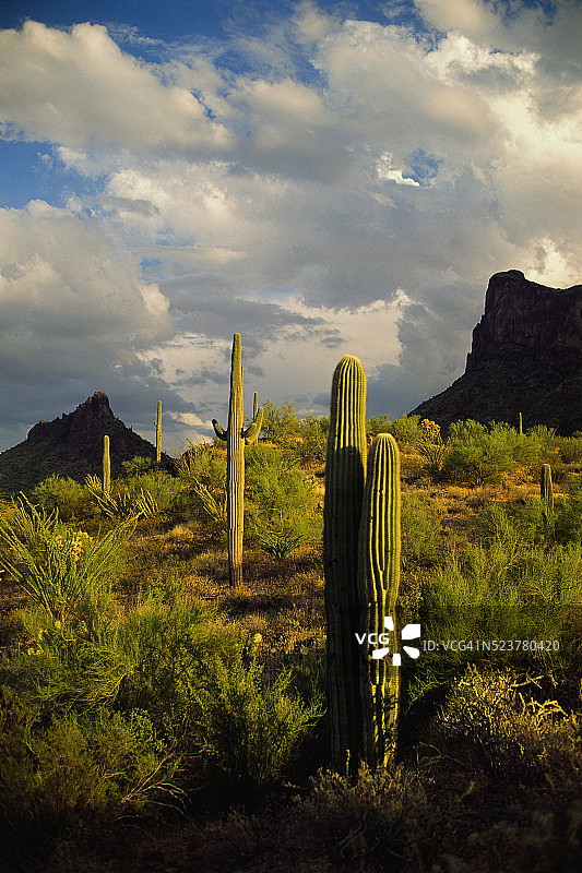 皮卡乔峰州立公园的仙人掌图片素材