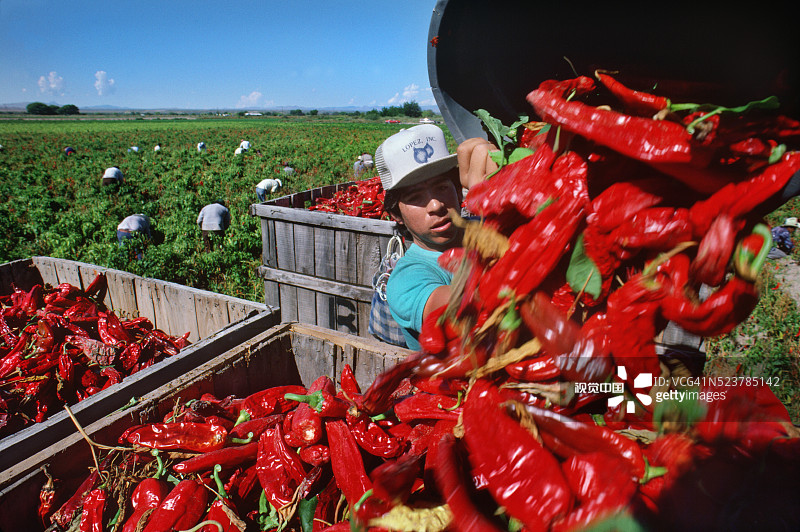收获红色安纳海姆辣椒图片素材
