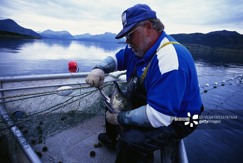 阿拉斯加商业鲑鱼网捕图片素材