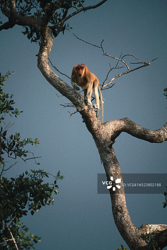 树上的长鼻猴图片素材