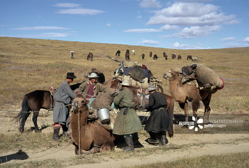 蒙古游牧民族骆驼运输场景图片素材