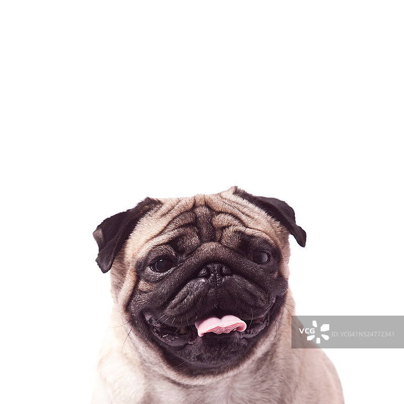 哈巴狗图片素材