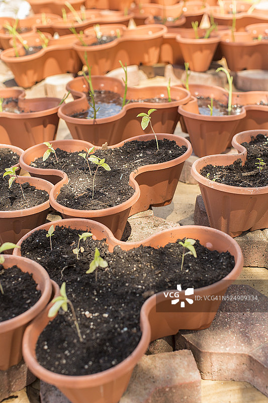 在后院种植草药或蔬菜图片素材