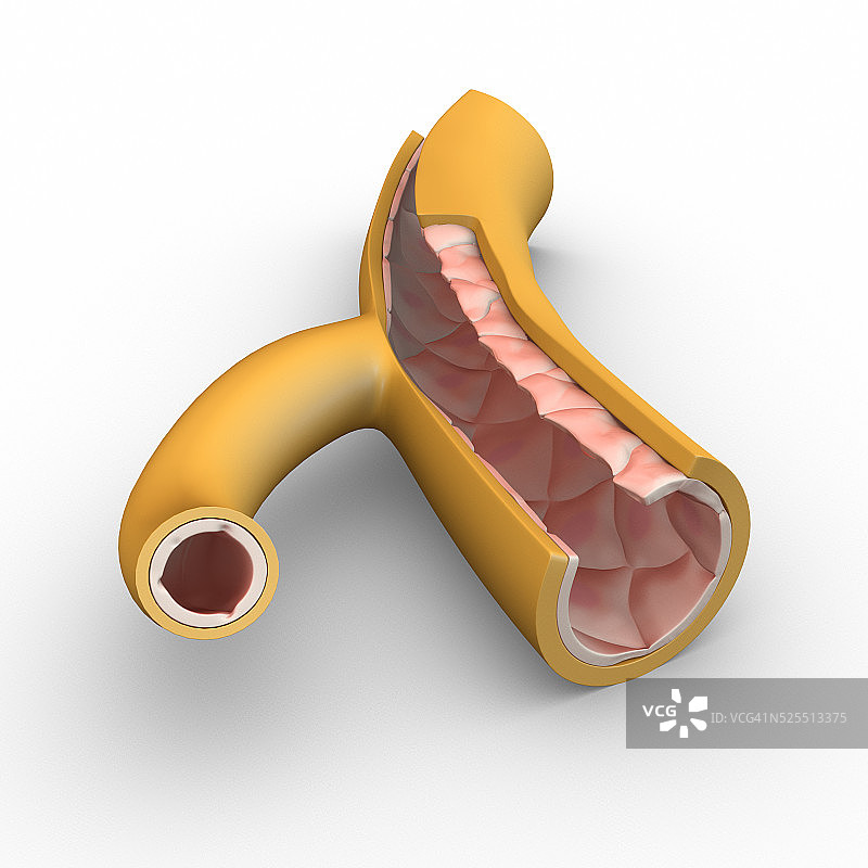 毛细血管图片素材