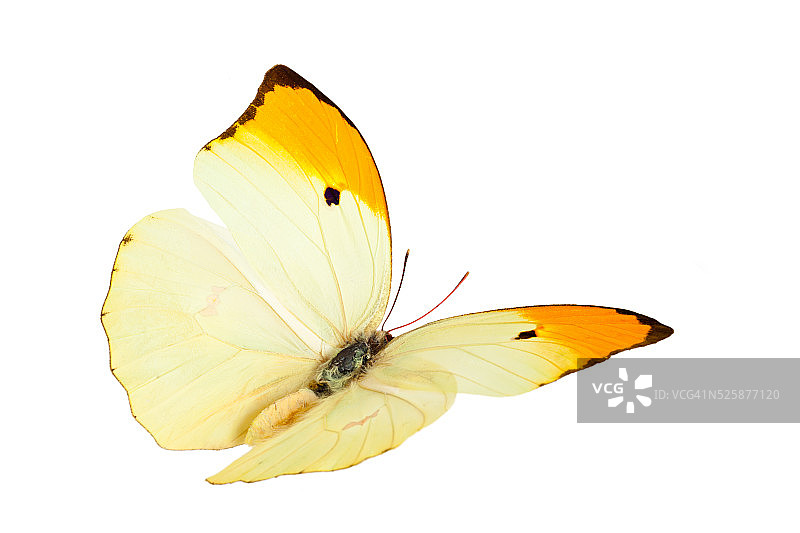 安提俄斯黄粉蝶图片素材