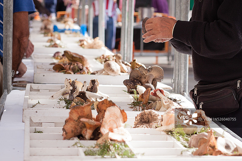 各种蘑菇图片素材