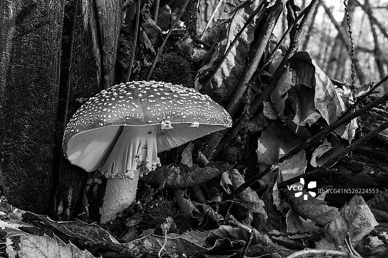 黑白毒蝇伞图片素材