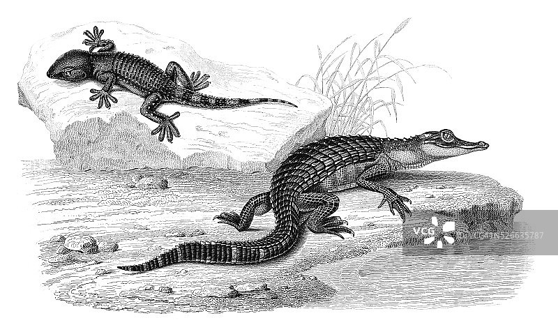 小凯门鳄和壁虎图片素材
