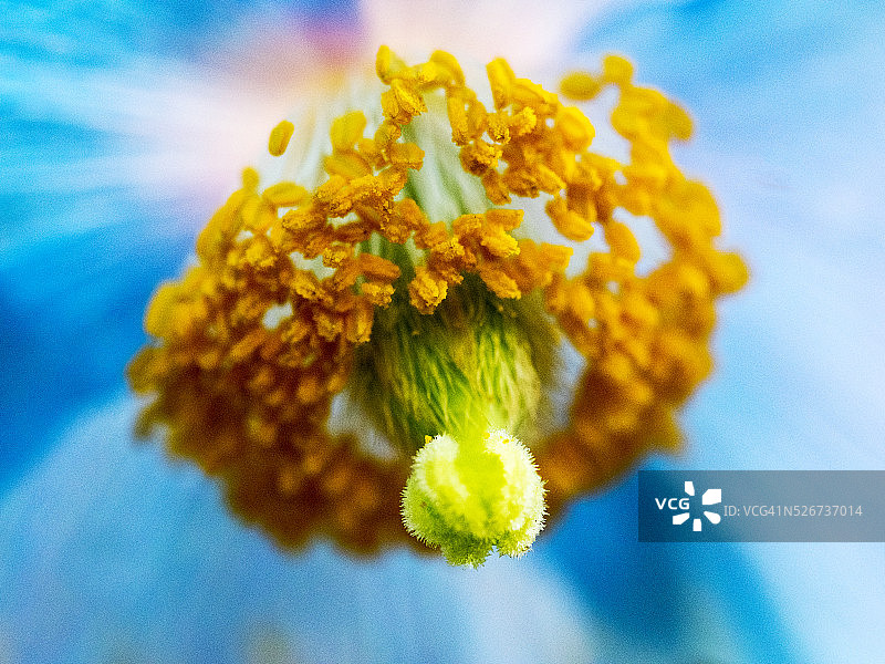 春日盛开的喜马拉雅蓝罂粟图片素材