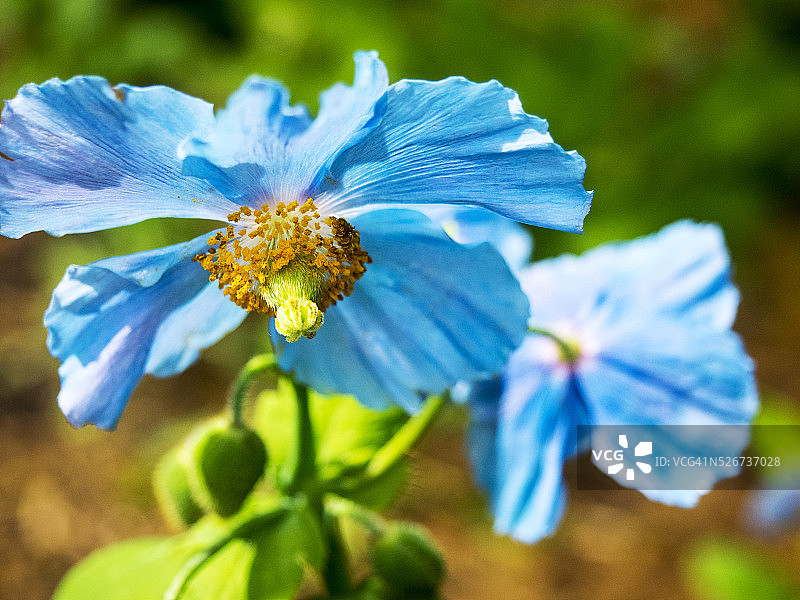 春日盛开的喜马拉雅蓝罂粟图片素材