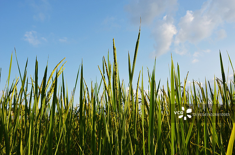 广阔的绿色稻田图片素材
