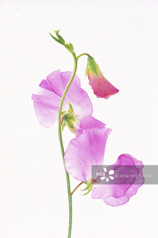 紫色香豌豆花图片素材