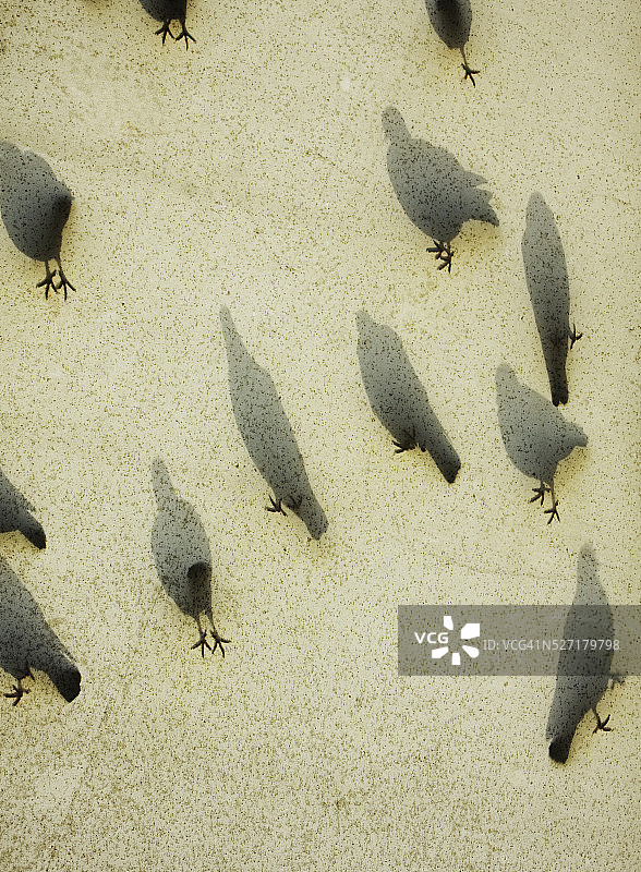 从下方拍摄的鸽子阴影图片素材