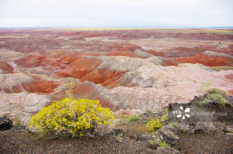 石化森林国家公园图片素材