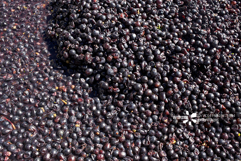 皇后镇吉布斯顿山谷葡萄园和奶酪店，新西兰图片素材