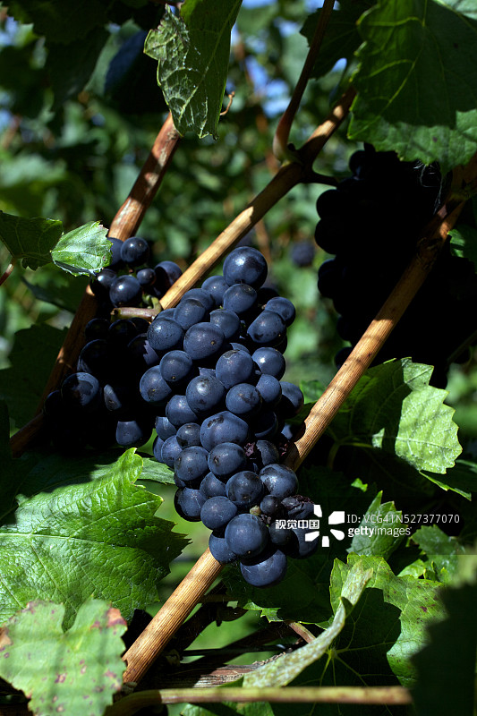 皇后镇吉布斯顿山谷葡萄园和奶酪店，新西兰图片素材