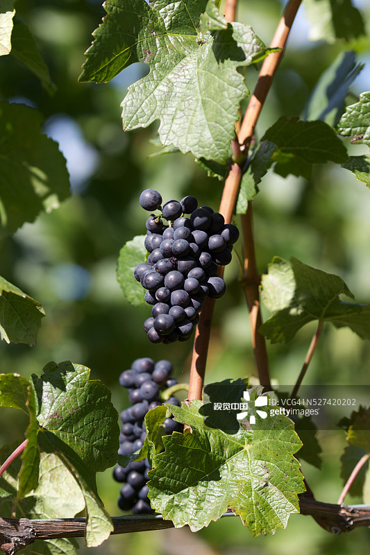 皇后镇吉布斯顿山谷葡萄园和奶酪店，新西兰图片素材