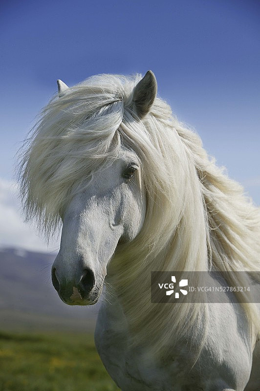 冰岛马肖像图片素材