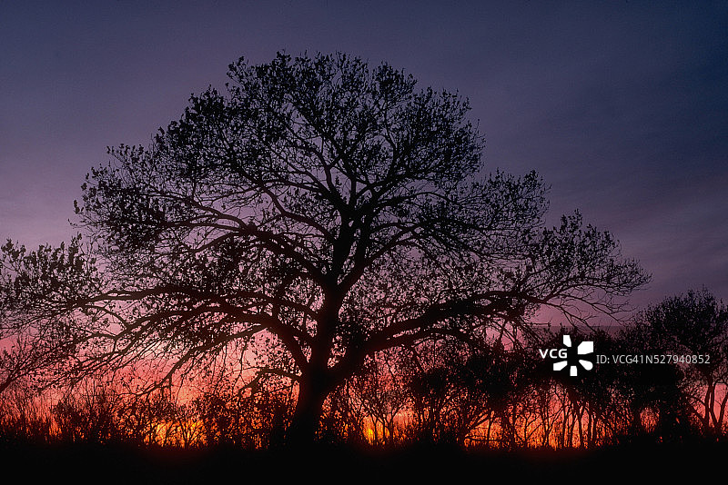 弗里蒙特白杨图片素材