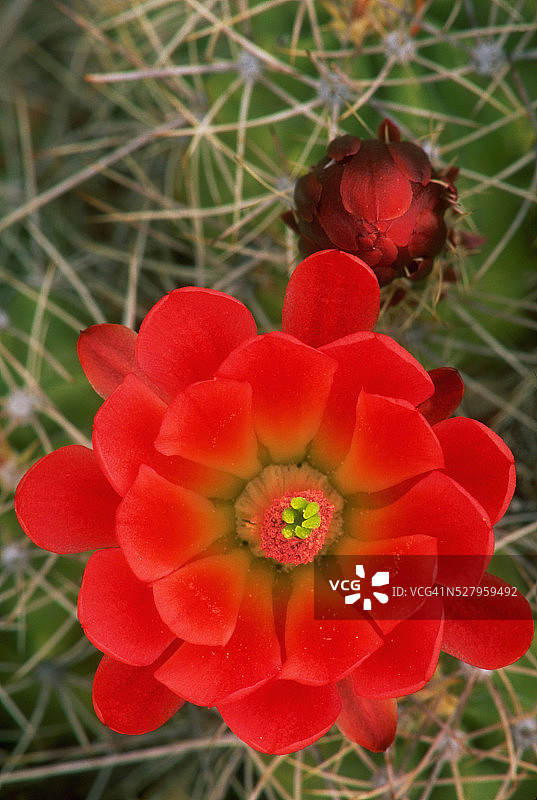 葡萄酒杯仙人掌花图片素材