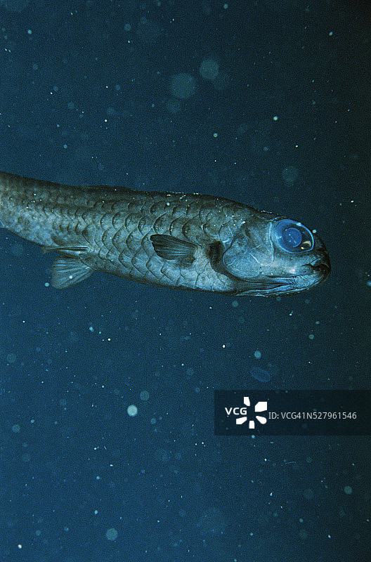 盲眼深海鱼图片素材