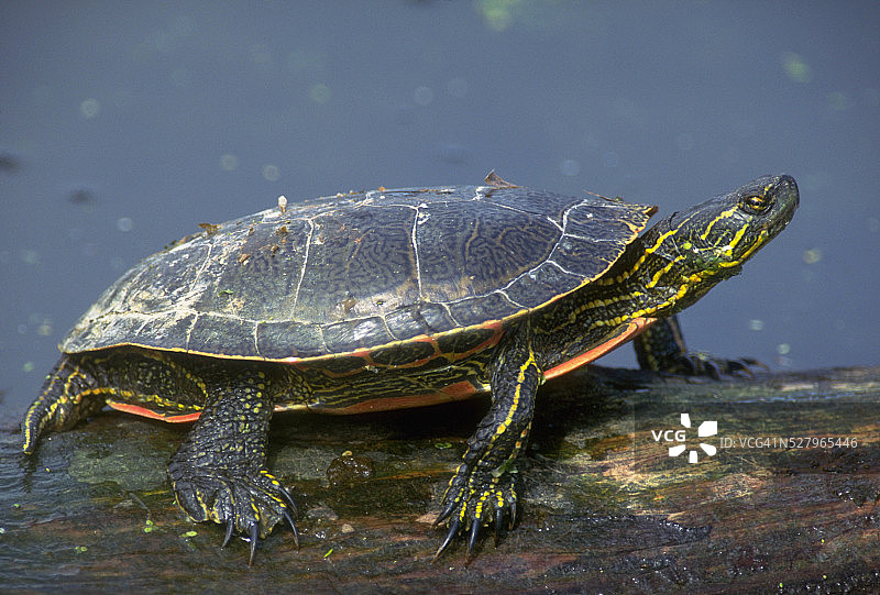 西部彩龟图片素材