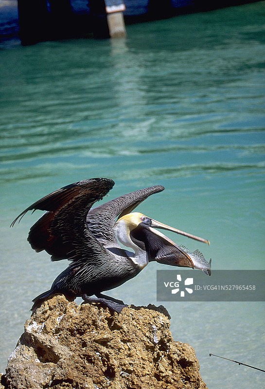 鹈鹕捕食鱼图片素材