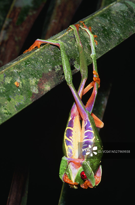 雄性树蛙争夺配偶图片素材