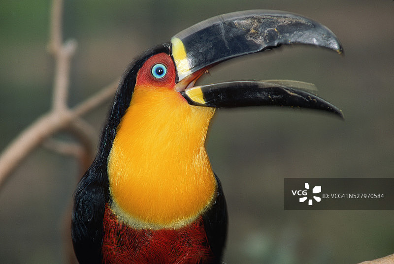 红胸巨嘴鸟图片素材