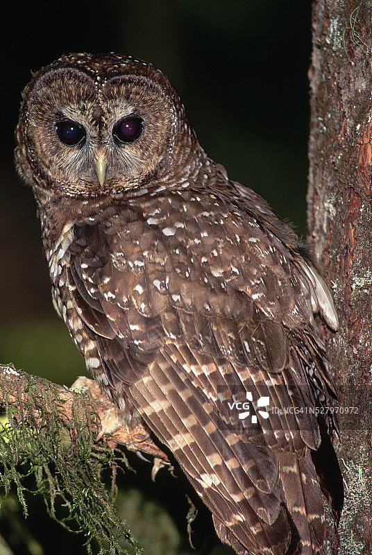 斑点林鸮图片素材